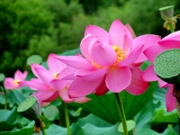 Дальневосточный паломнический центр приглашает увидеть цветение лотосов